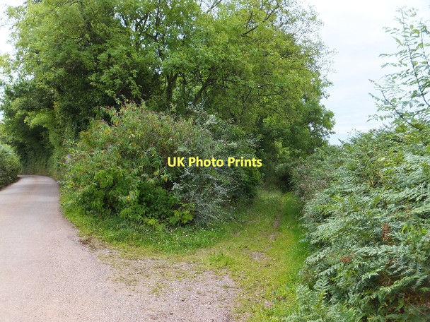 Photo 6"x4" A green lane on Beacon Hill Bradninch\/SS9903 c2011
