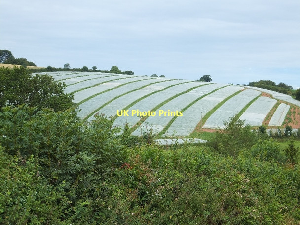 Photo 6"x4" Fields covered with protective polythene Trinity\/SS9905 c2011