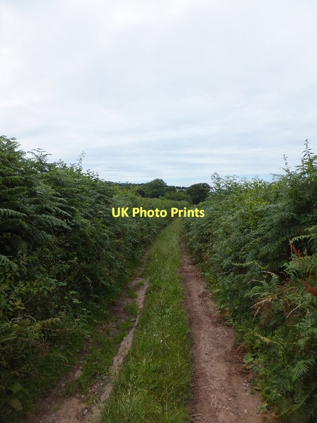 Photo 6"x4" Track leading from Dorweeke Cross to Great Dorweeke Farm Bickleigh\/SS9407 c2011