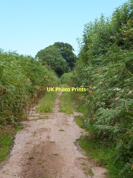 Photo 6"x4" Track above Great Dorweeke Farm Bickleigh\/SS9407 c2011
