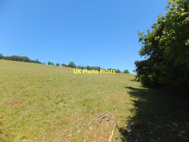 Photo 6"x4" Sheep grazing near Shotash Farm Bickleigh\/SS9407 c2011