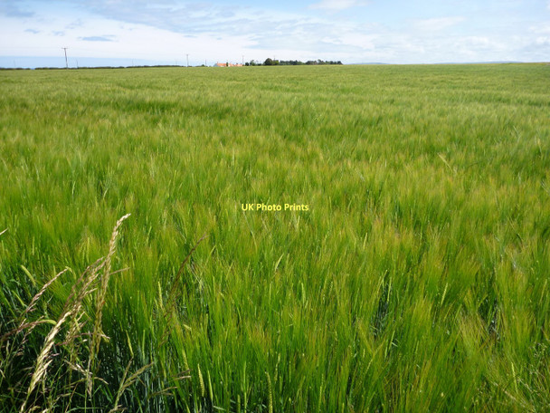 Photo 6"x4" East Lothian Landscape : Green Field Between Gleghornie and Scoughall Road-end Blackdykes\/NT5883 c2011