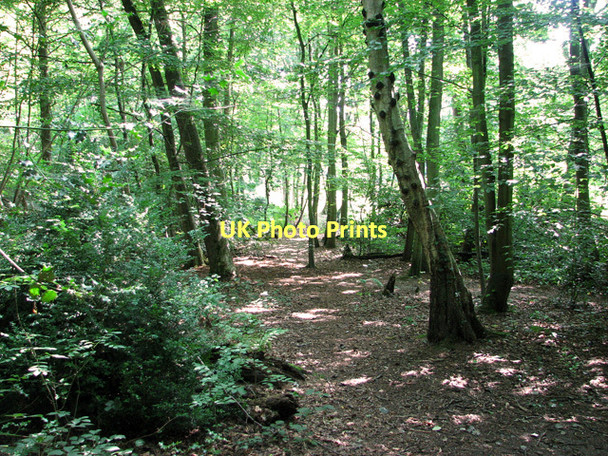 Photo 6"x4" Path in Belmore Plantation, Thorpe St Andrew Thorpe End c2011