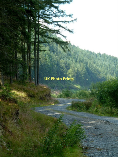 Photo 6"x4" Forest track, Llanerchi Wood Elan Village c2011