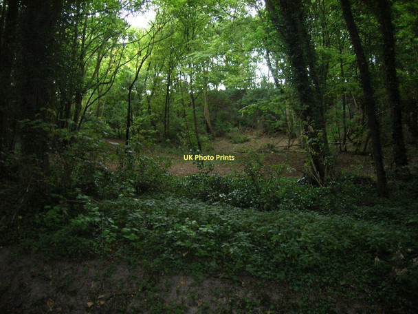 Photo 6"x4" Hill Side Plantation Saxby All Saints c2011