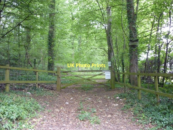 Photo 6"x4" A private track in Thorpe Plantation Thorpe Audlin c2011