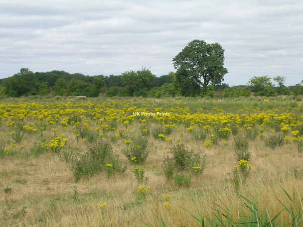 Photo 6"x4" Rough pasture north off Carr Lane Saxby All Saints c2011