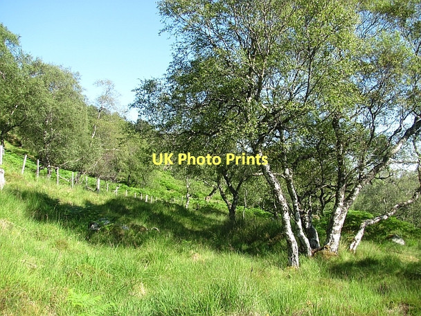 Photo 6"x4" Dubh Choille Duchally Lodge c2011