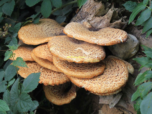 Photo 6"x4" Bracket fungus off byway to Bishley Wood Ansells End c2011