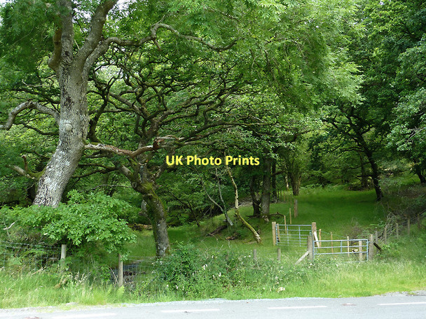 Photo 6"x4" Woodland by Nant Lledwenau, Ceredigion Pont-rhyd-y-groes c2011