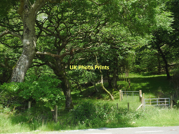 Photo 6"x4" Woodland by Nant Lledwenau, Ceredigion Pont-rhyd-y-groes c2011 P1