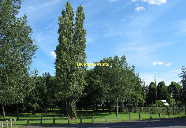Photo 6"x4" Trees alongside Lodge Lane Addington\/TQ3764 c2011