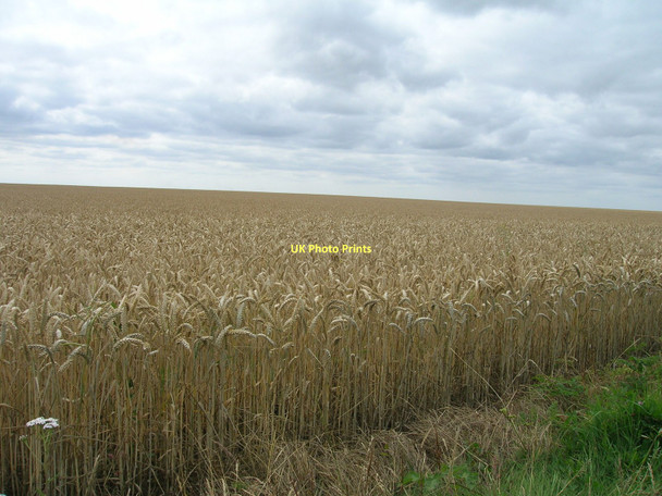 Photo 6"x4" Crop field Elsham Hill Worlaby\/TA0113 c2011