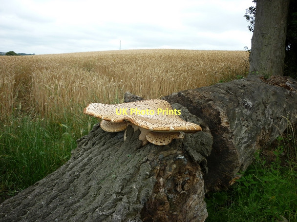 Photo 6"x4" Fungi, Bar Lane Midgley\/SE2714 c2011