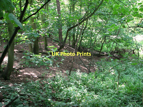 Photo 6"x4" On the edge of Scarboro' Wood, Burnham Thorpe Burnham Thorpe c2011