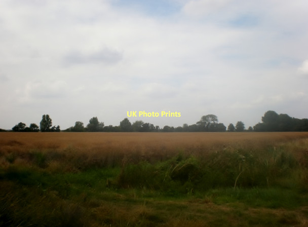 Photo 6"x4" Oil Seed Rape at the end of July River Bank c2011