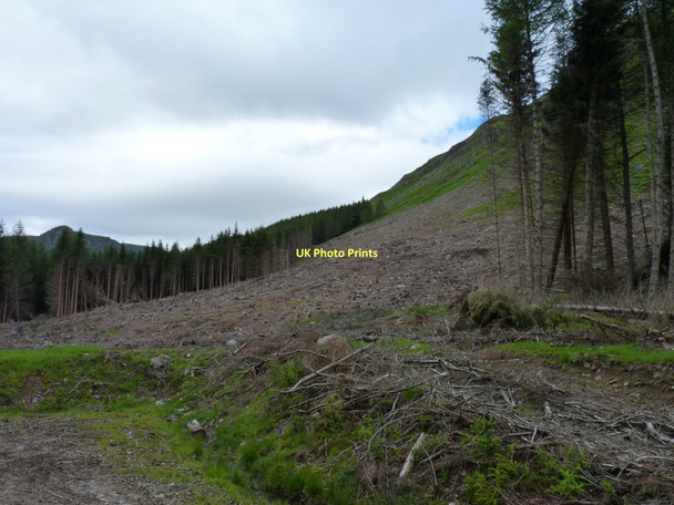 Photo 6"x4" Clearfelled plantation Acharn\/NO2876 c2011