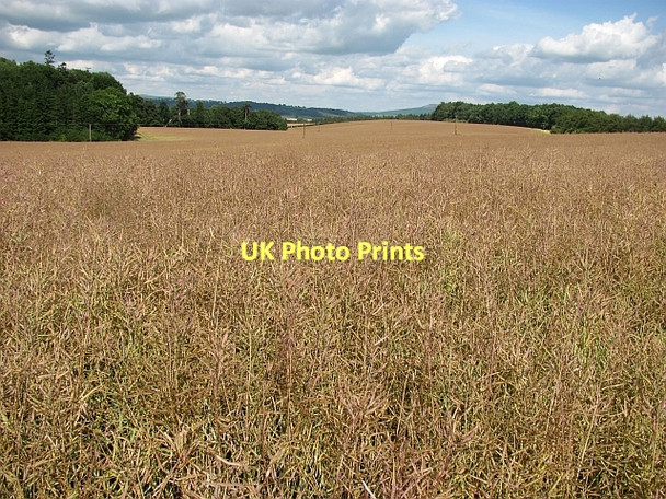 Photo 6"x4" Oilseed rape, Bromfield Bringewood Forge c2011