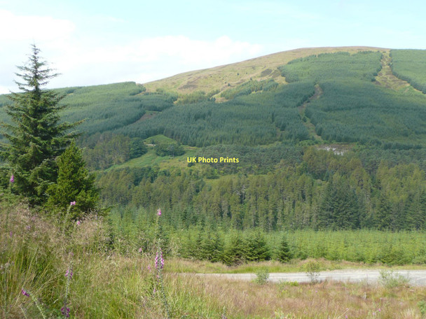 Photo 6"x4" Forest track on Achafour Hill Innellan c2011