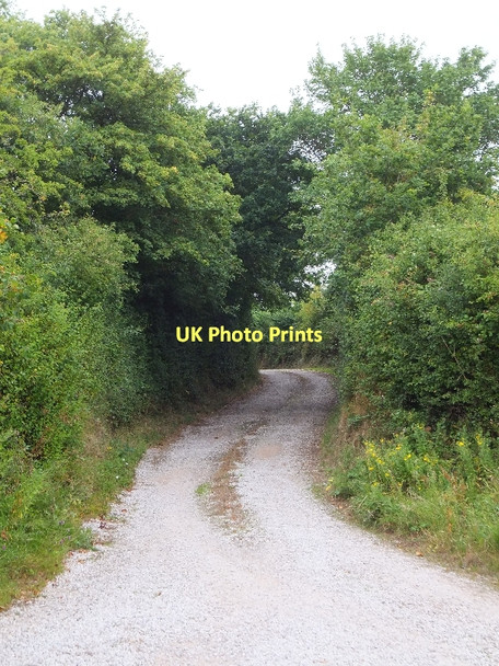Photo 6"x4" The track to Spain Farm Farringdon\/SY0191 c2011