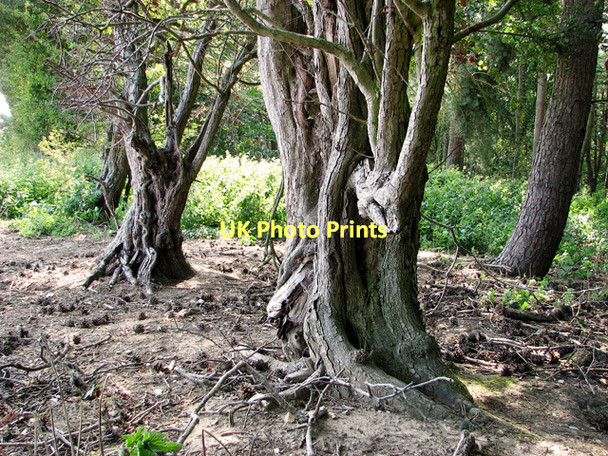 Photo 6"x4" On the edge of Hanging Mire Plantation, Little Walsingham Great Walsingham c2011