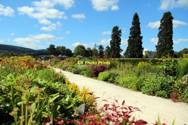 Photo 6"x4" Herbaceous Border, Powerscourt, County Wicklow, Ireland Enniskerry c2011 P1