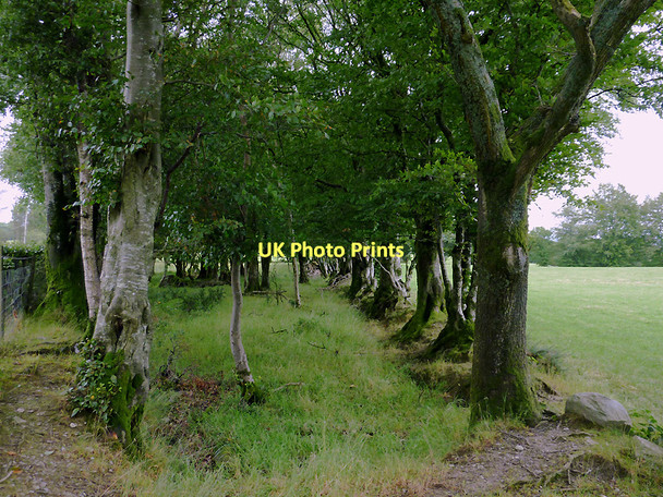 Photo 6"x4" Small wood near Stags Head, Ceredigion Stags Head c2011
