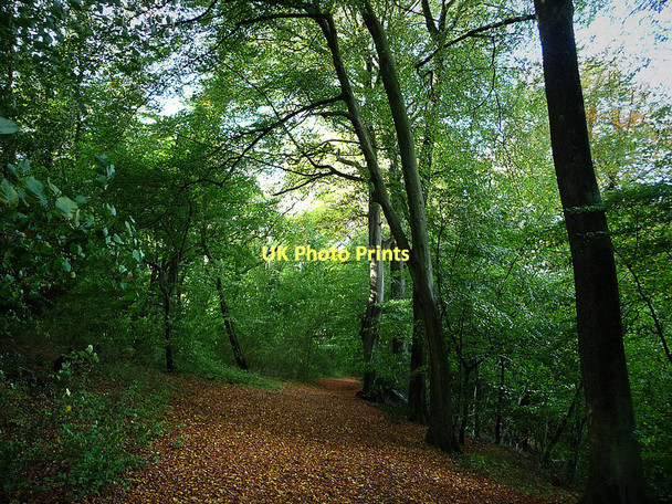 Photo 6"x4" Path in Selborne Hanger Selborne c2010