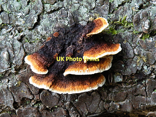 Photo 6"x4" Gloeophyllum sepiarium syn Lenzites sepiaria Comrie\/NN7722 c2010