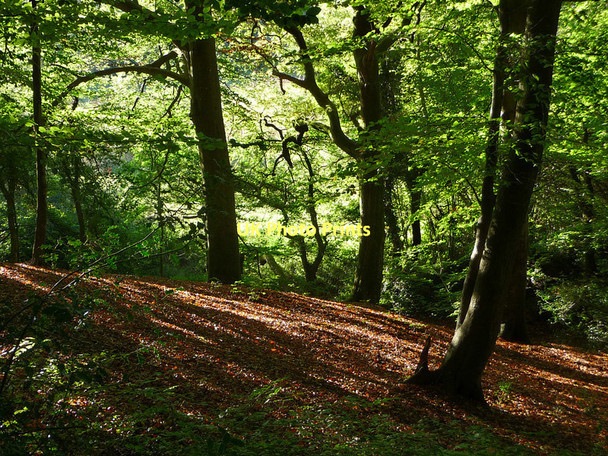Photo 6"x4" Great Dorton Wood Selborne c2010