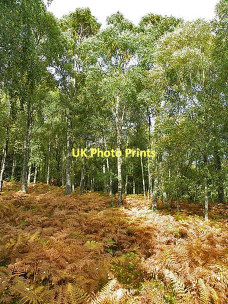 Photo 6"x4" Birch and Bracken Comrie\/NN7722 c2010