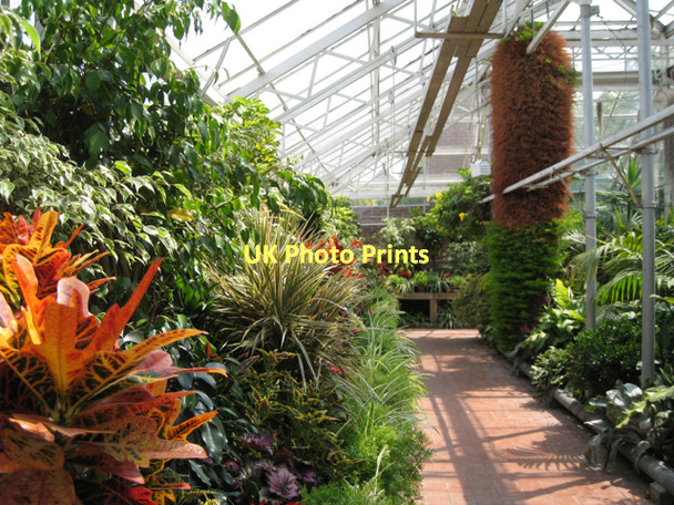 Photo 6"x4" In the tropical house, Victoria Park  Stafford c2011