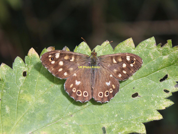 Photo 6"x4" Speckled Wood Butterfly Bearley c2011