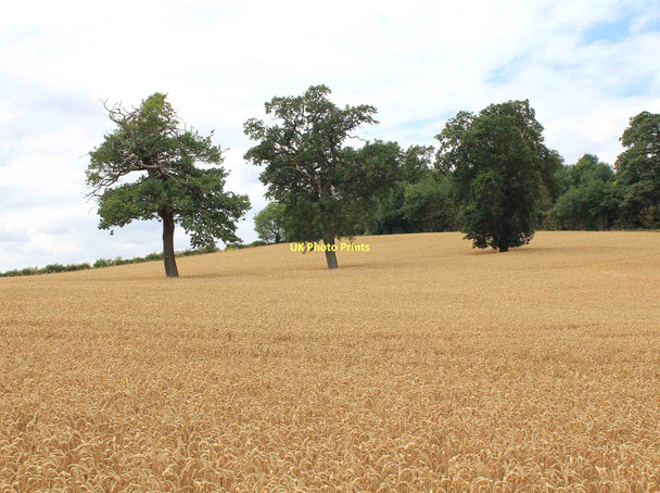 Photo 6"x4" Three trees in a wheat field Bearley c2011