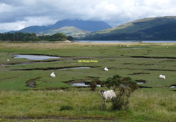 Photo 6"x4" Sheep graze saltings at Inverscaddle Inverscaddle Bay c2011