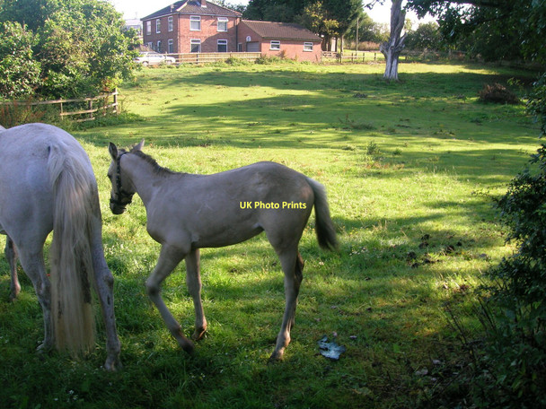 Photo 6"x4" Grazing land, Burnham Burnham\/TA0517 c2011