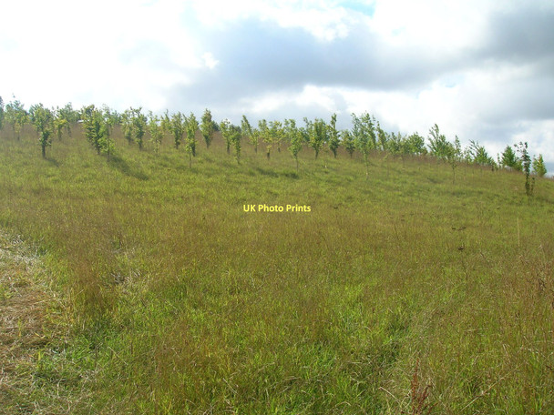 Photo 6"x4" Newly planted woodland Burnham\/TA0517 c2011