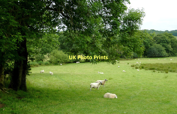 Photo 6"x4" Pasture  in Dyffryn Aeron, Ceredigion Capel Betws Lleucu c2011