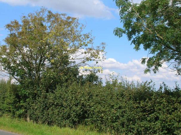 Photo 6"x4" Hedgerow beside Thornton Road Barrow upon Humber c2011