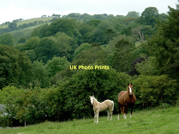 Photo 6"x4" Grazing and woodland south-west of Llangeitho, Ceredigion Capel Betws Lleucu c2011