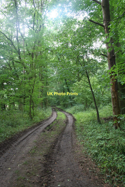 Photo 6"x4" Colliersley Wood, Gestingthorpe Gestingthorpe c2011
