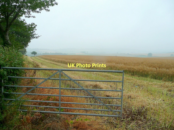 Photo 6"x4" Partly harvested rape crop Bromsash c2011