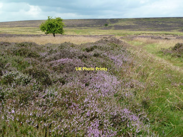 Photo 6"x4" Path through the heather on Longstone Moor Wardlow\/SK1874 c2011
