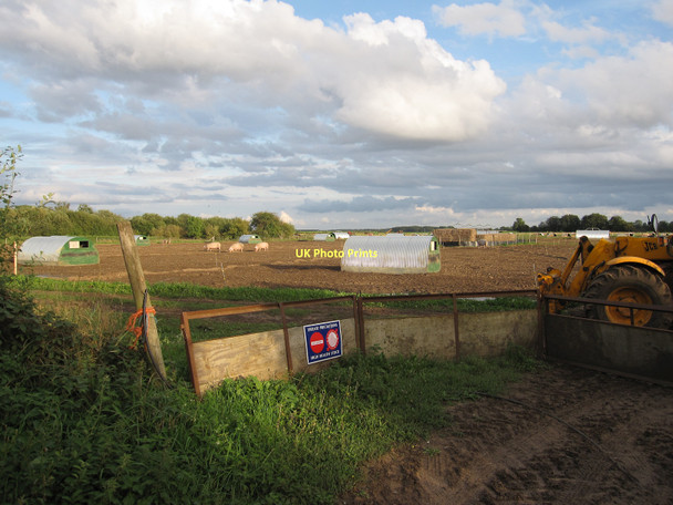 Photo 6"x4" Pig farming near Tuddenham Tuddenham\/TL7371 c2010
