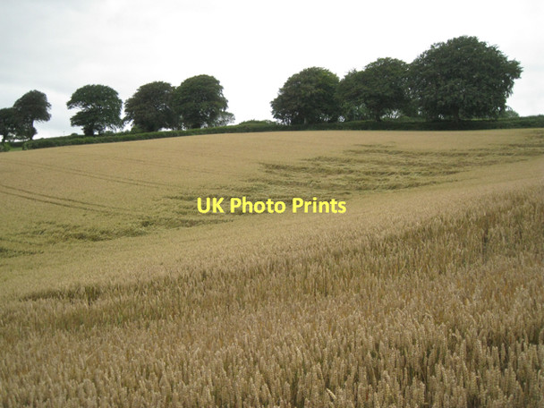 Photo 6"x4" Wind-damaged wheat above Lower Washbourne  Tuckenhay c2011