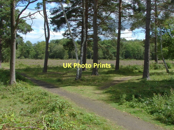 Photo 6"x4" Prey Heath Prey Heath c2011
