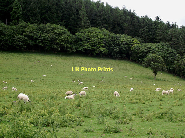 Photo 6"x4" Pasture and forest north-east of Llangybi, Ceredigion Llangybi\/SN6053 c2011
