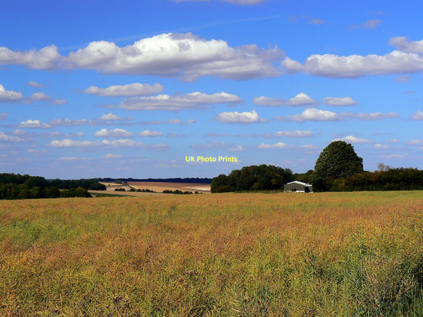 Photo 6"x4" Oilseed rape near Wickfield Farm, Shefford Woodlands Shefford Woodlands c2011