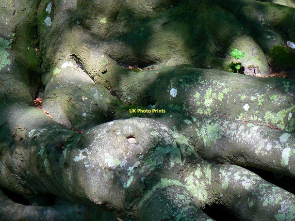 Photo 6"x4" Tree roots on the byway to the minor road to Great Shefford Weston\/SU3973 c2011