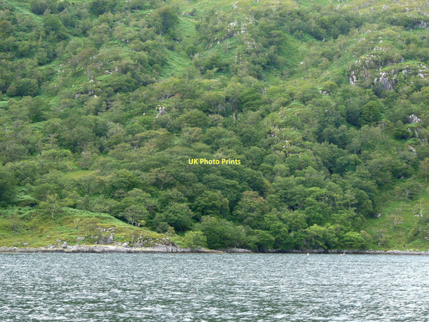Photo 6"x4" Coille Chaolais Tarbet\/NM7992 c2011